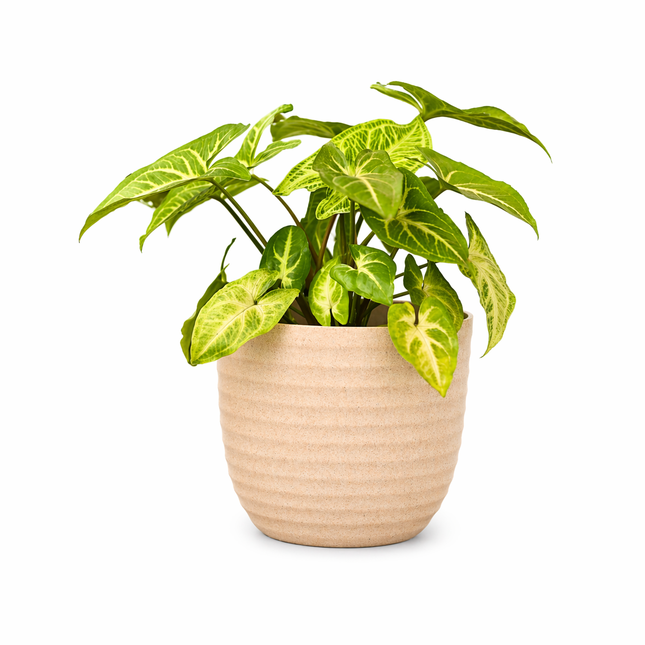 Verona Planter 5 Inch