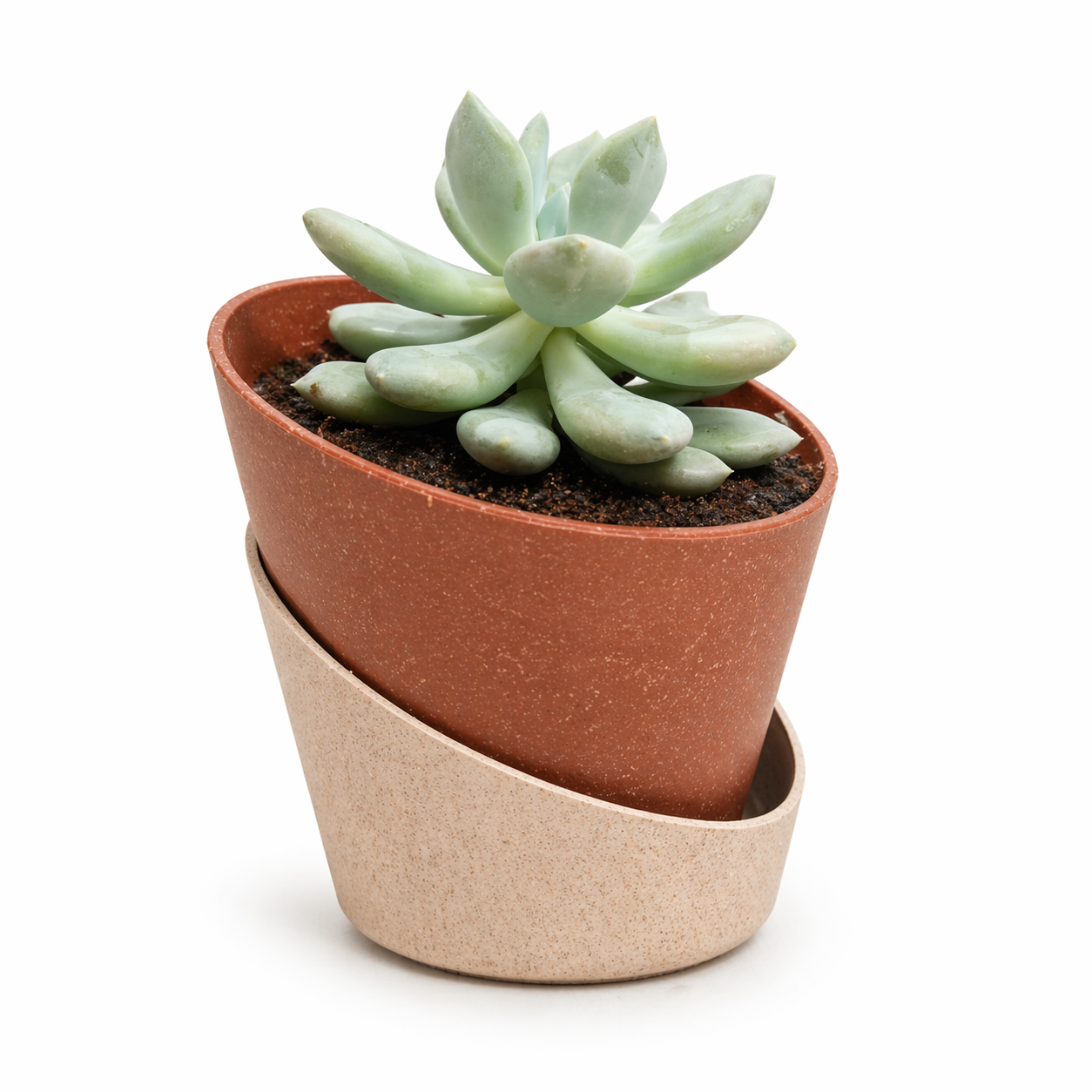 Eco Bloom