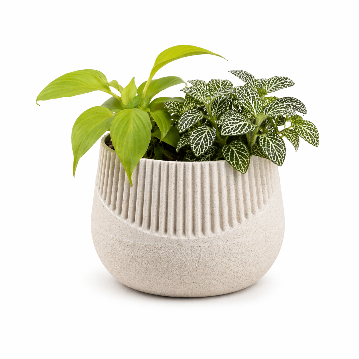 Oreo Planter