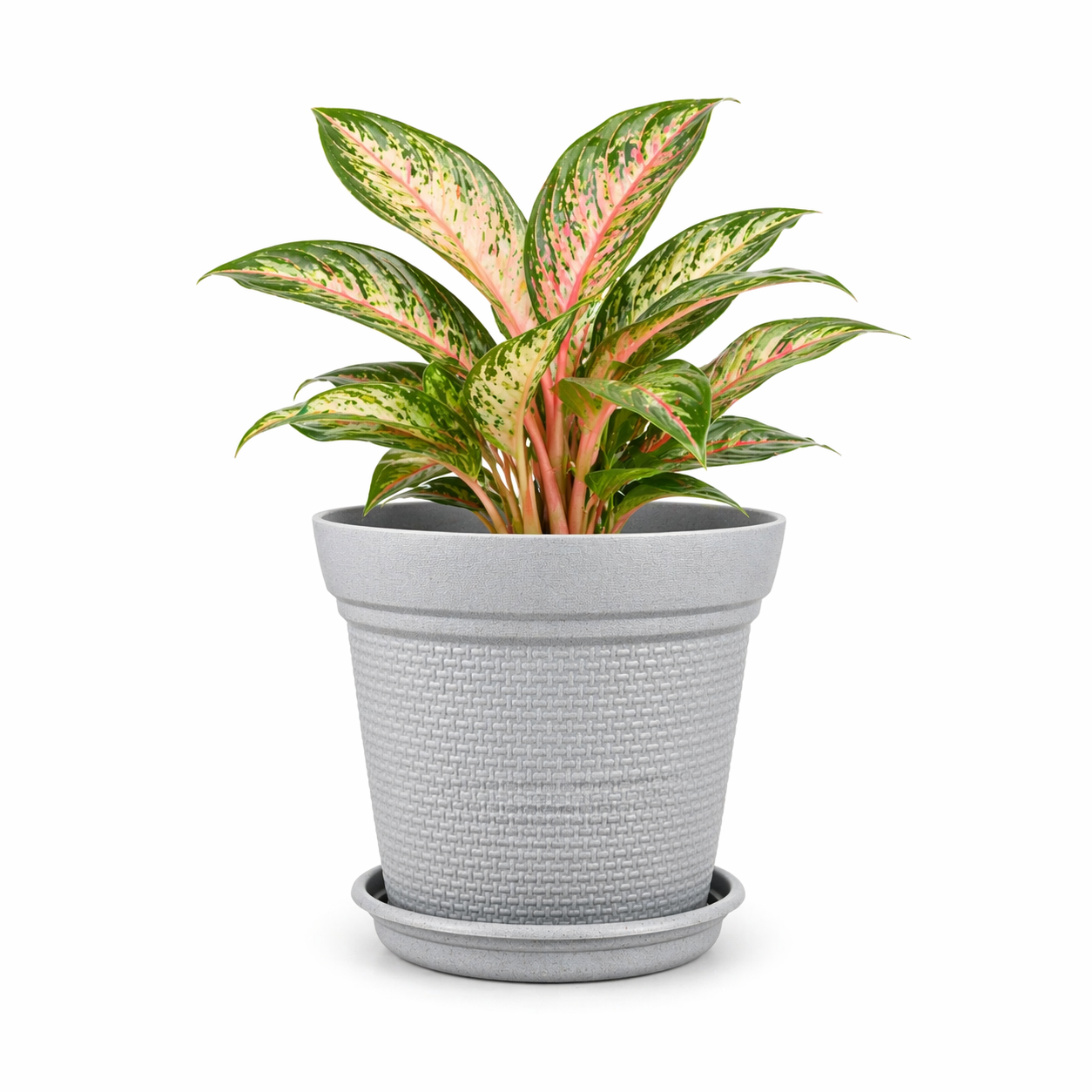 Aura Planter
