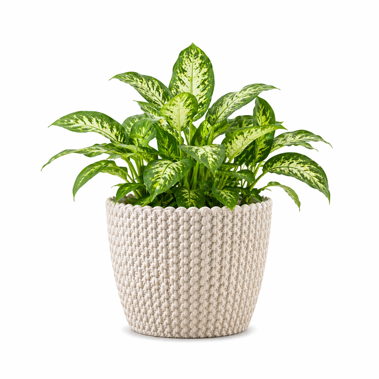 Link Planter 5.5 Inch