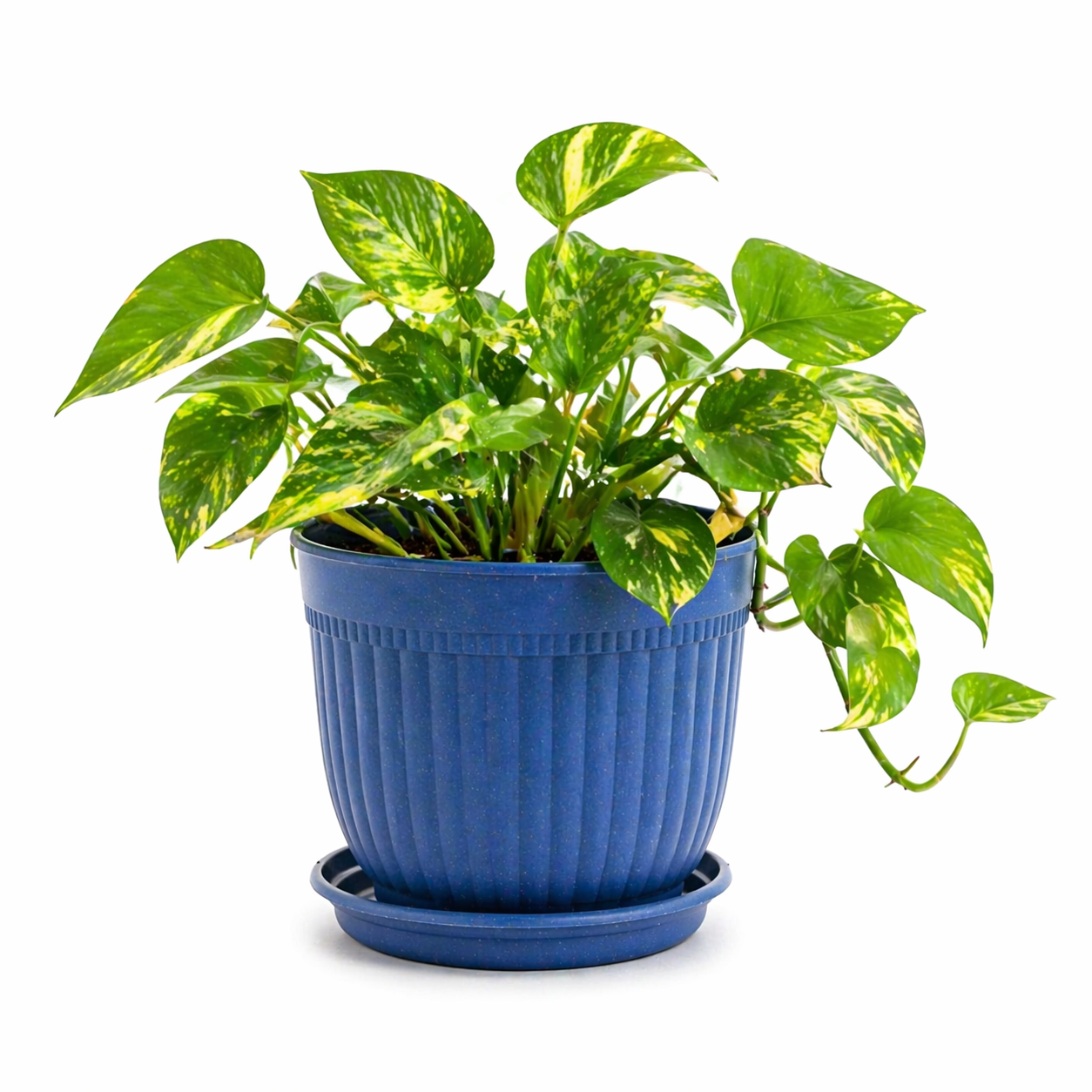 Petal Planter