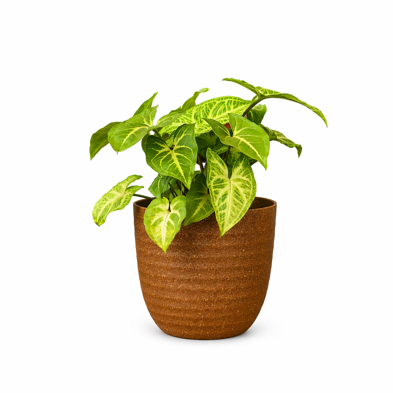 Verona Planter 5 Inch