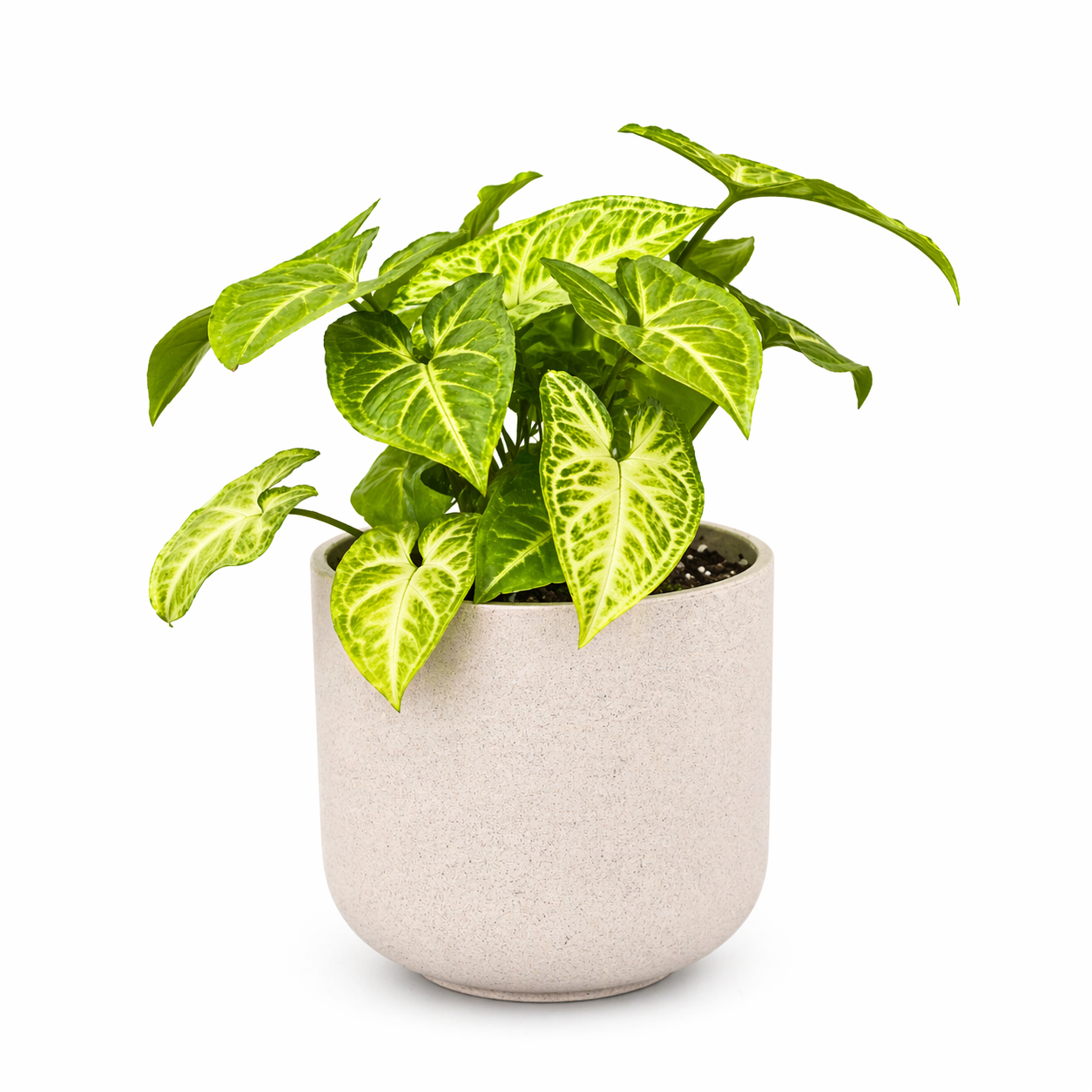 Terra  Pot
