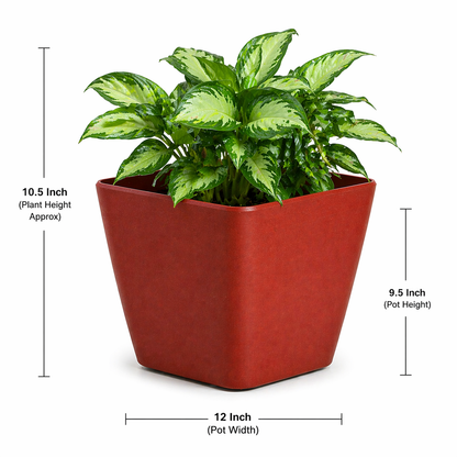 Daisy Planter