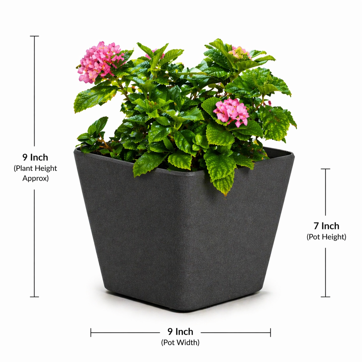 Daisy Planter