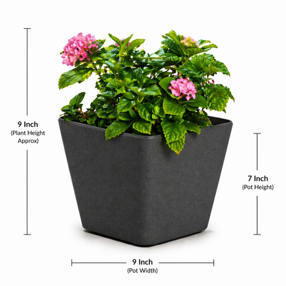 Daisy Planter