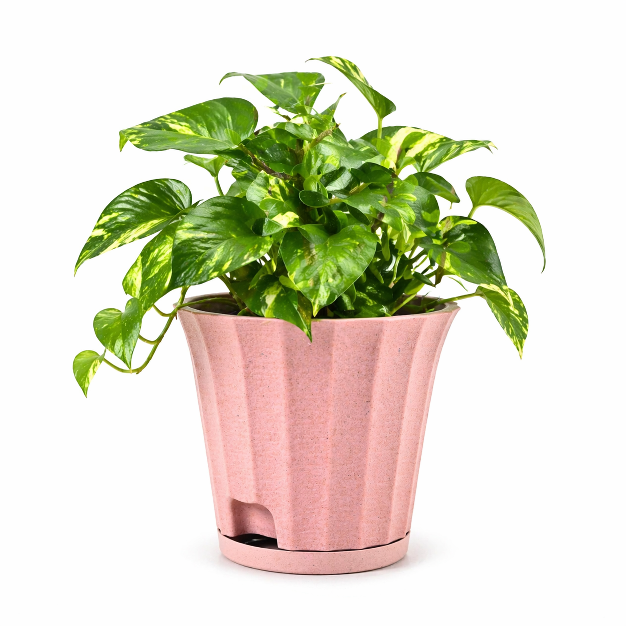 Ace Planter
