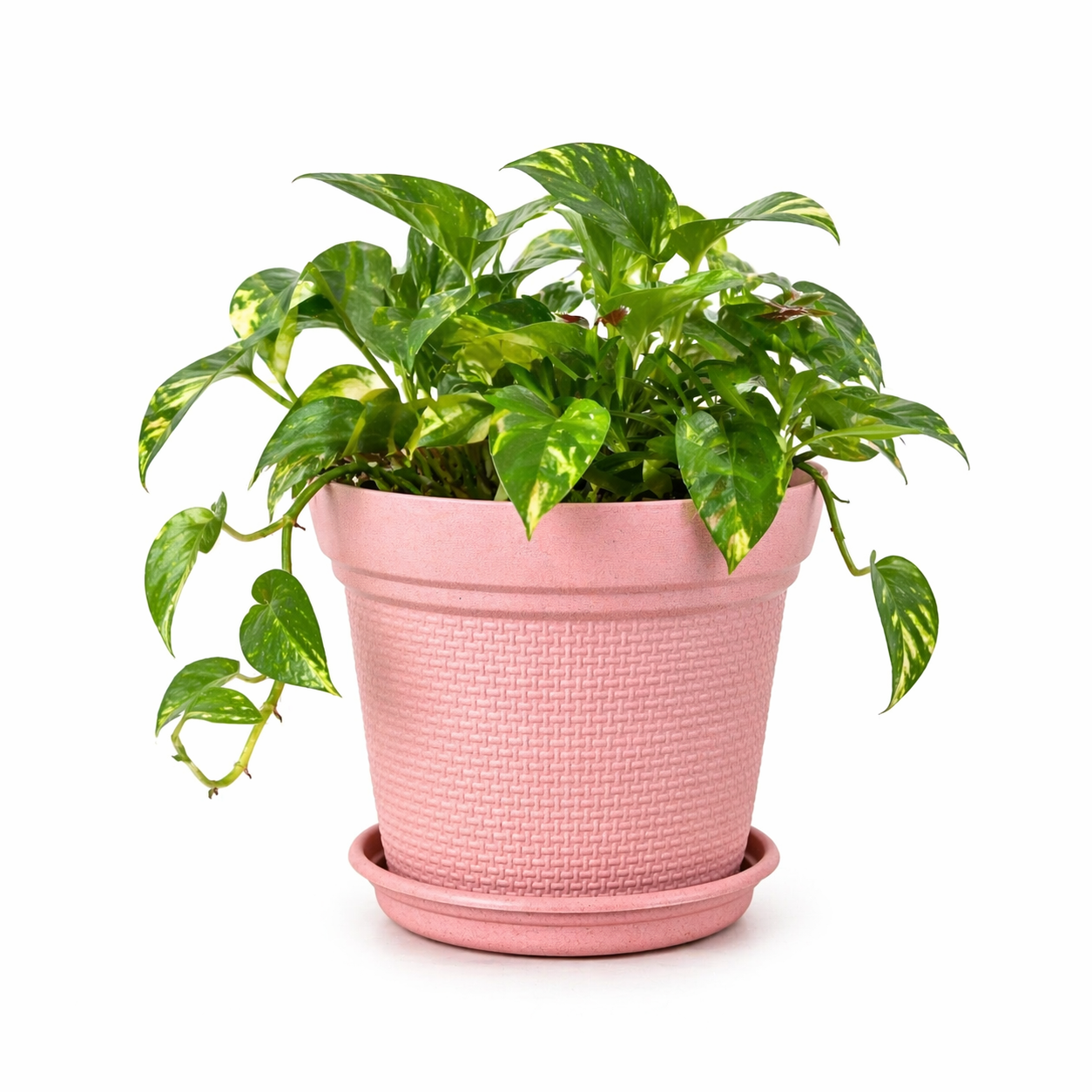 Aura Planter