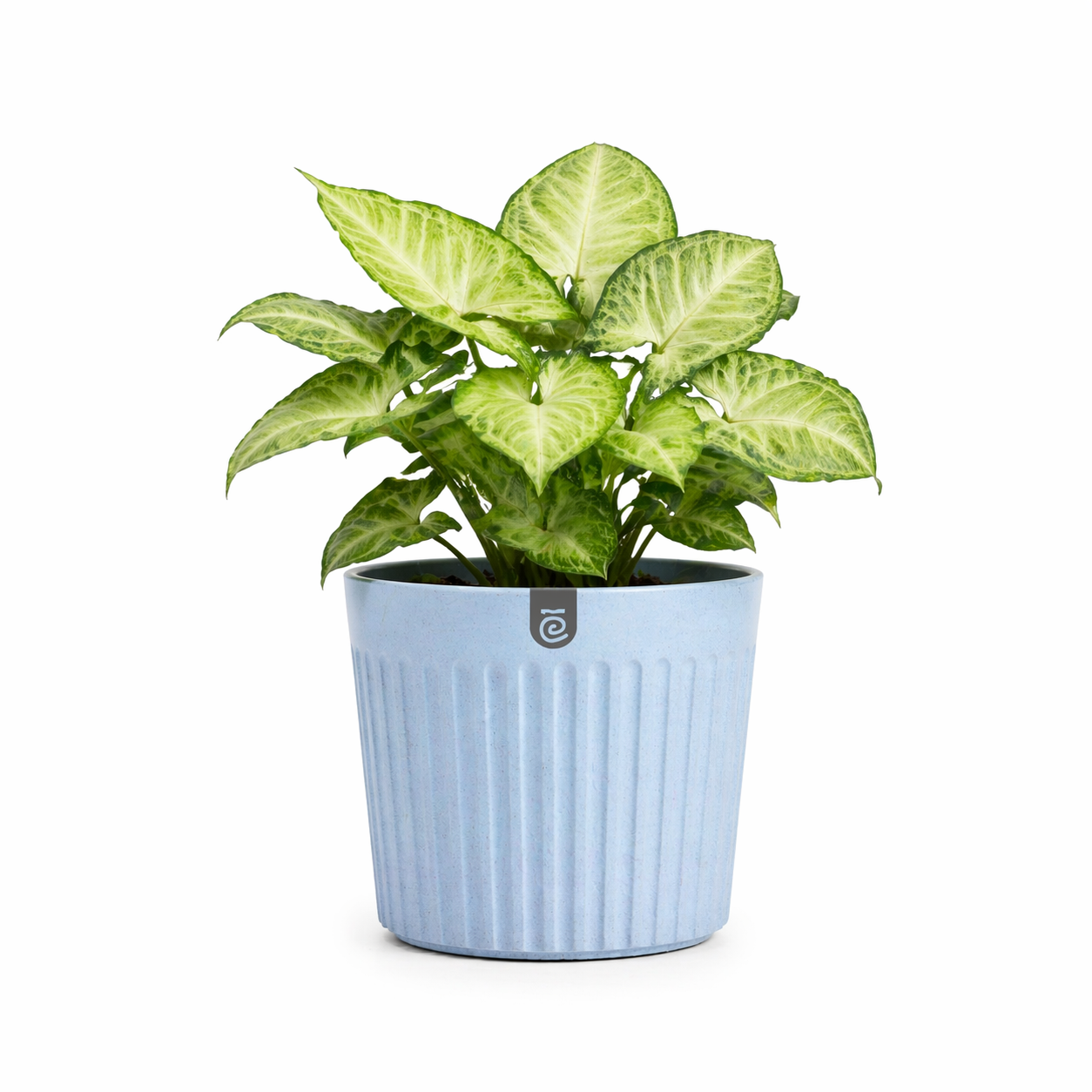 Romano Planter