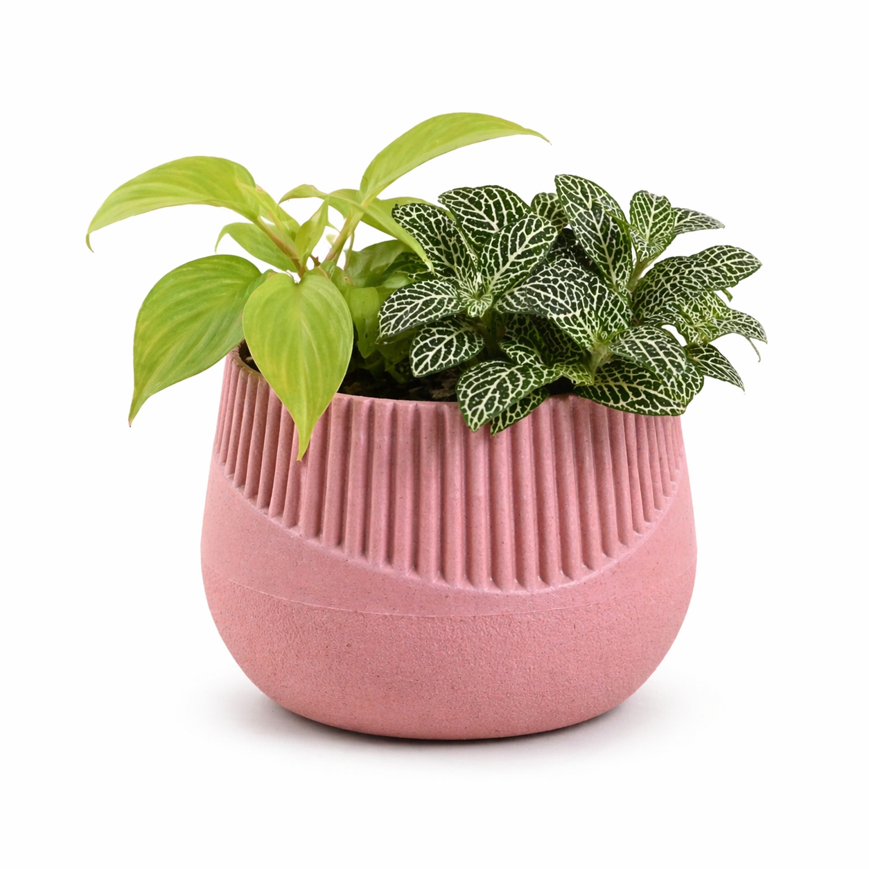 Oreo Planter