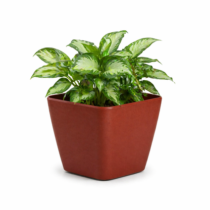 Daisy Planter