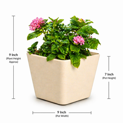Daisy Planter