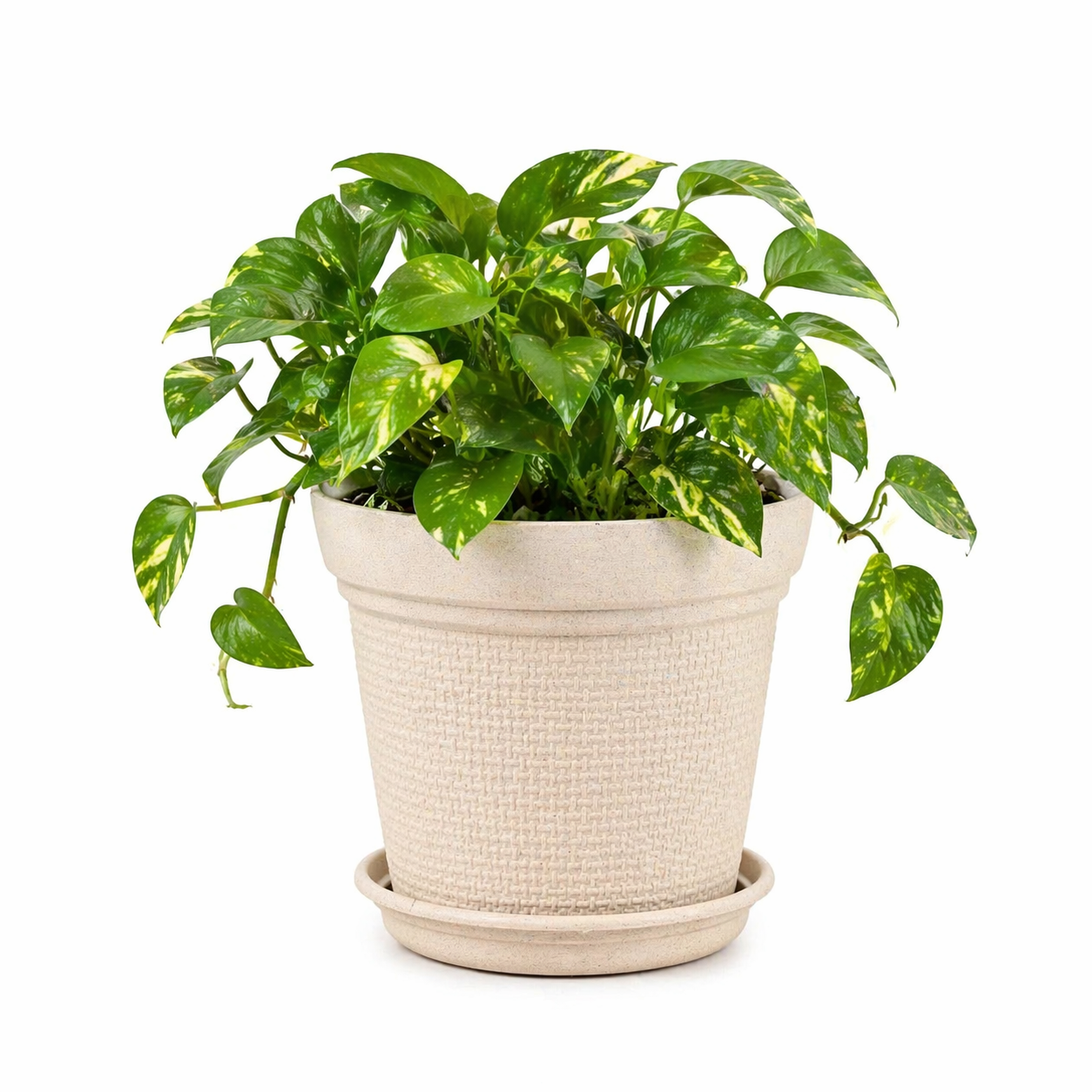 Aura Planter