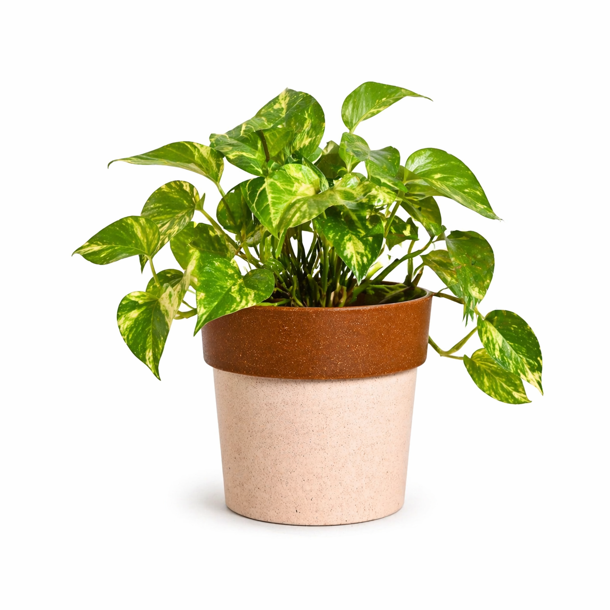 Eco Pod 4 Inch