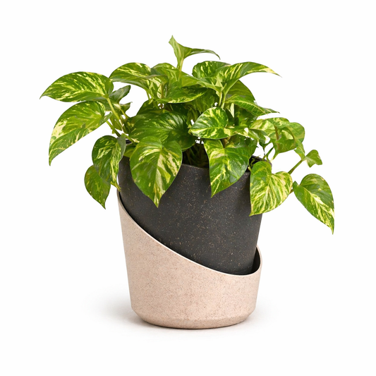Eco Bloom