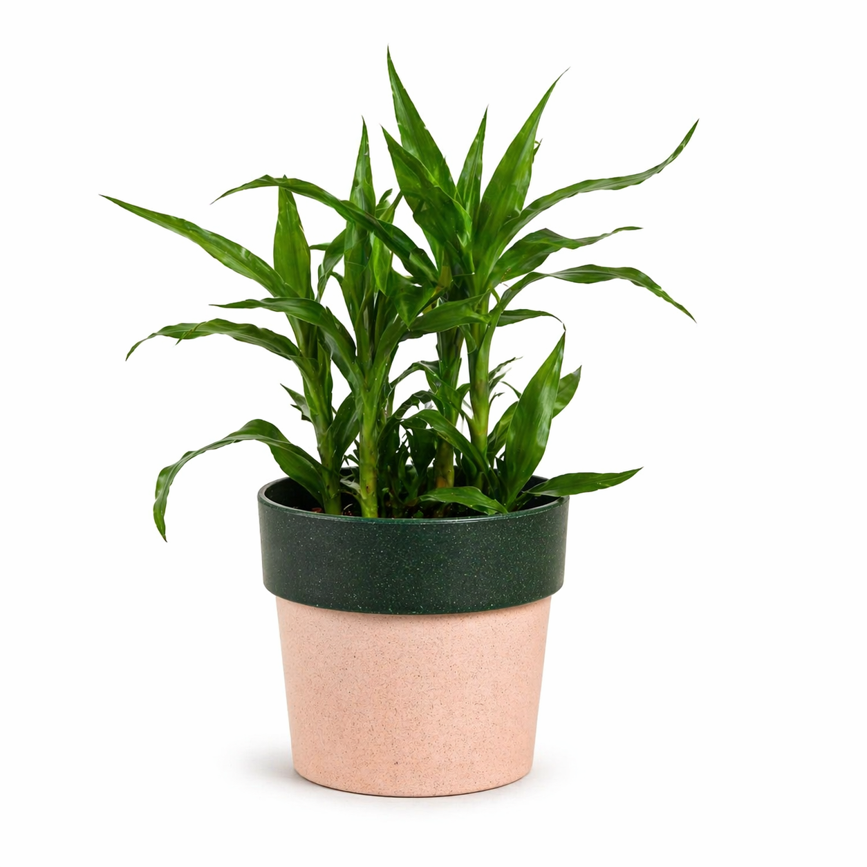 Eco Pod 4 Inch