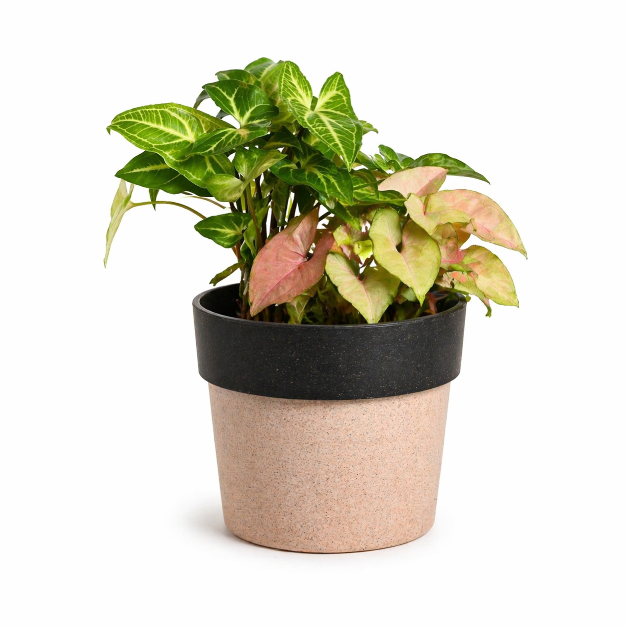 Eco Pod 4 Inch