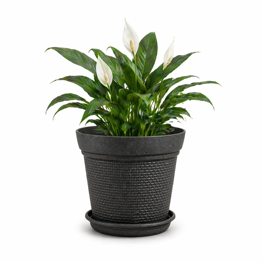 Aura Planter