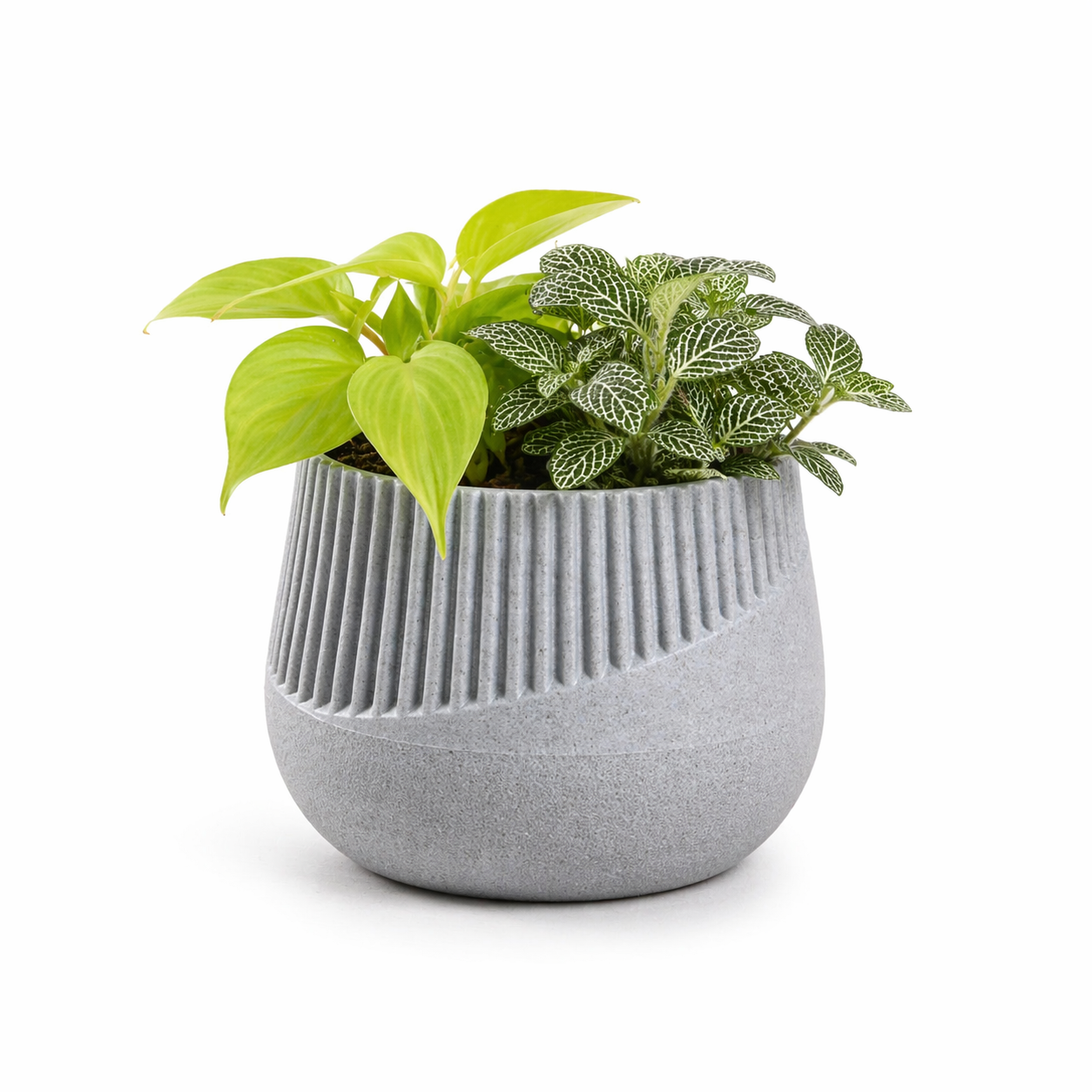 Oreo Planter