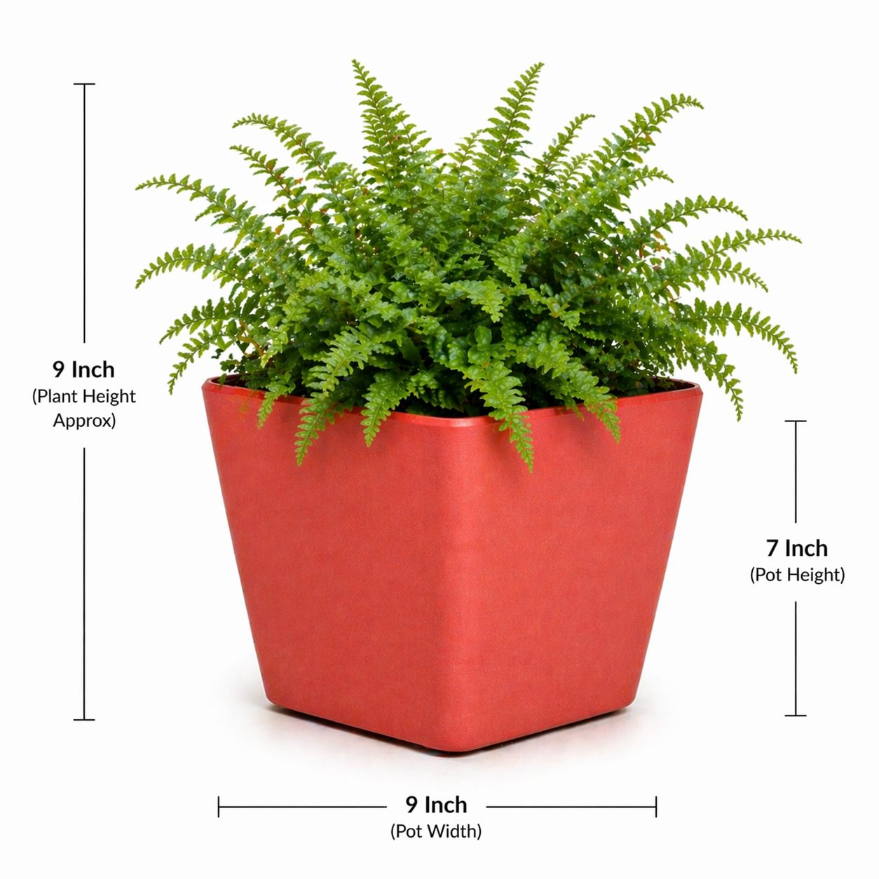 Daisy Planter