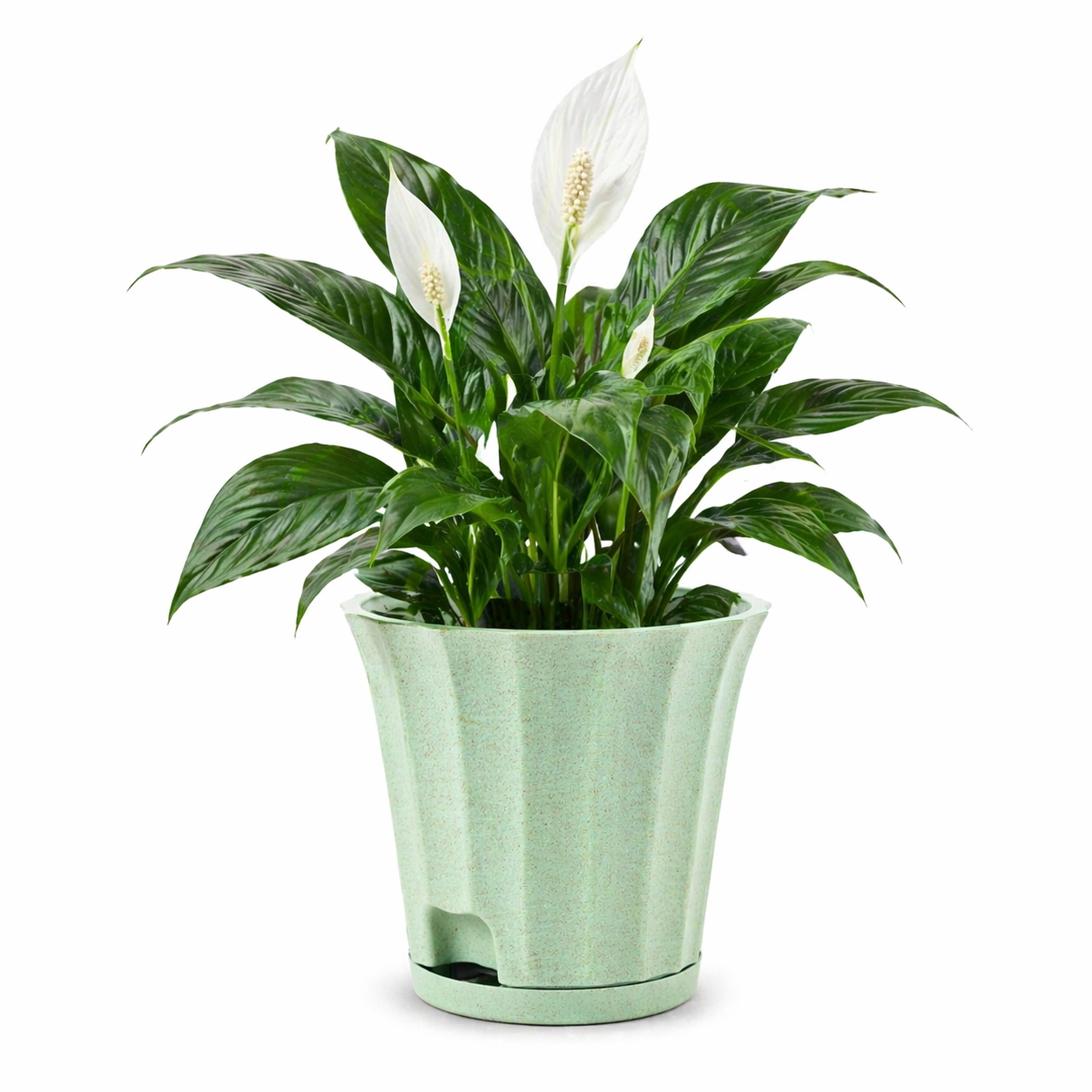 Ace Planter