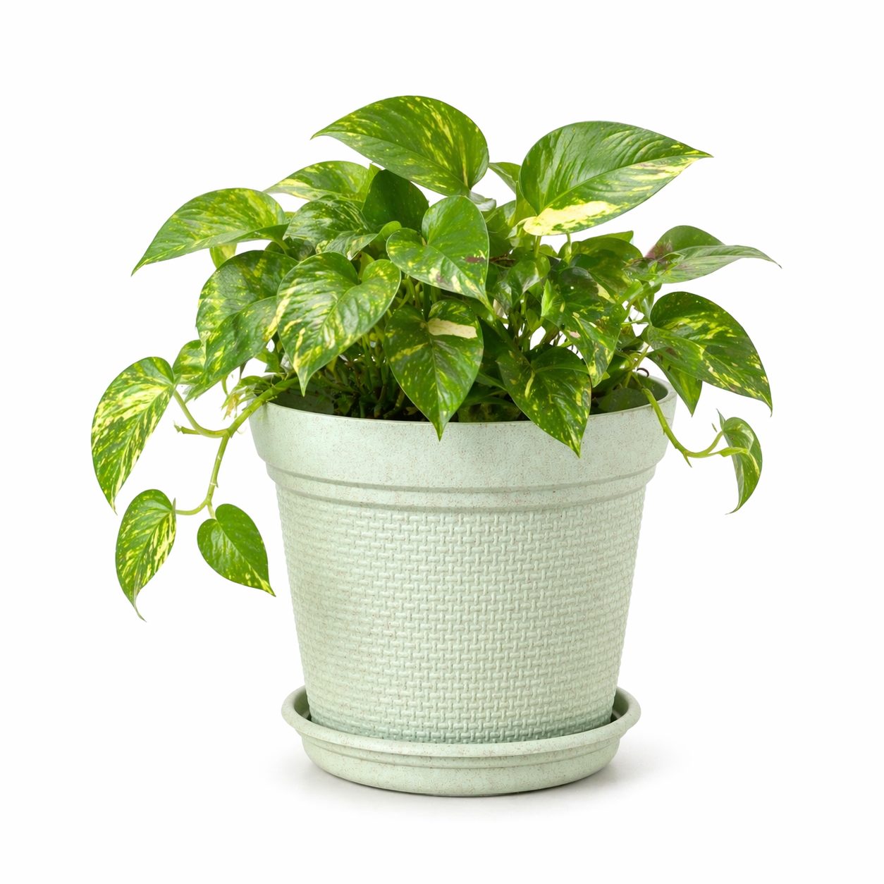 Aura Planter