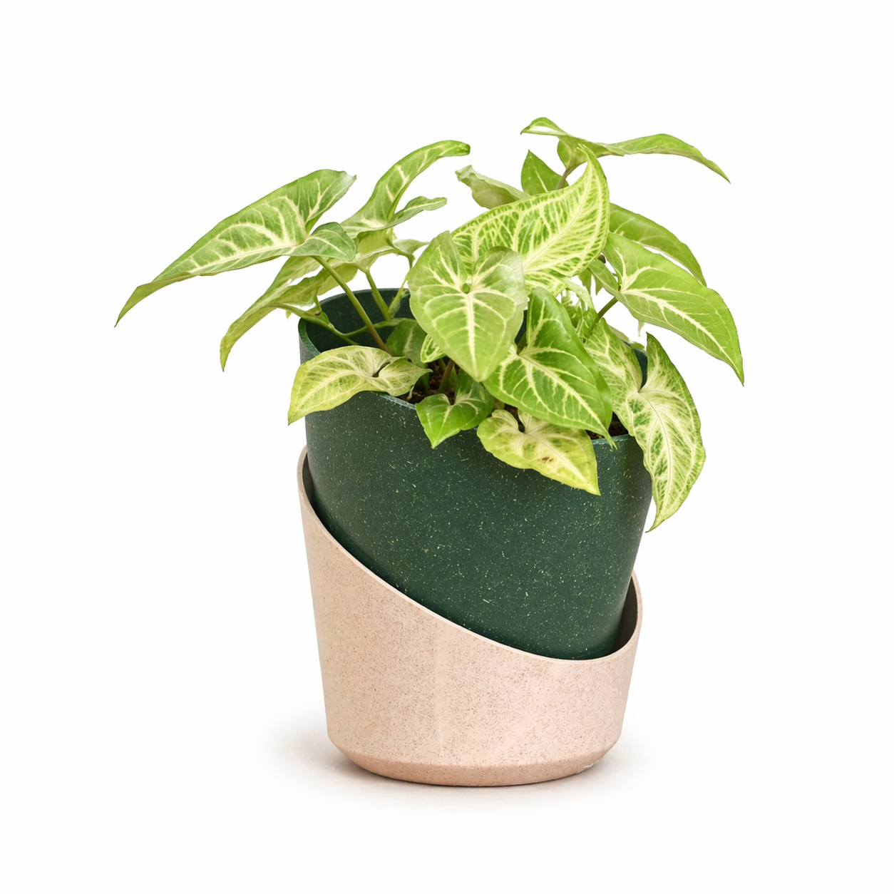 Eco Bloom