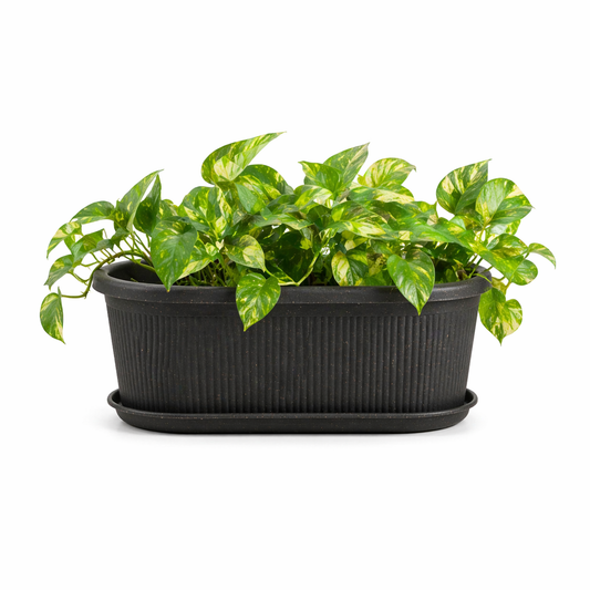 Regalia Planter