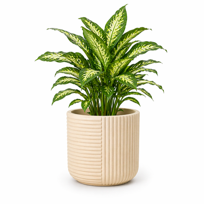 Elanza Planter