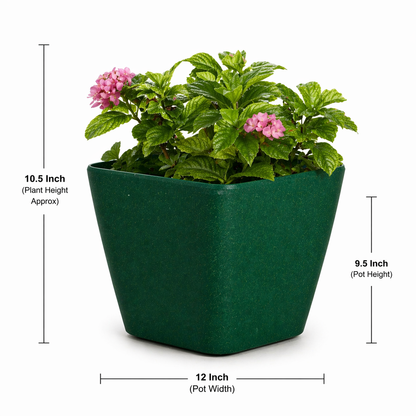 Daisy Planter