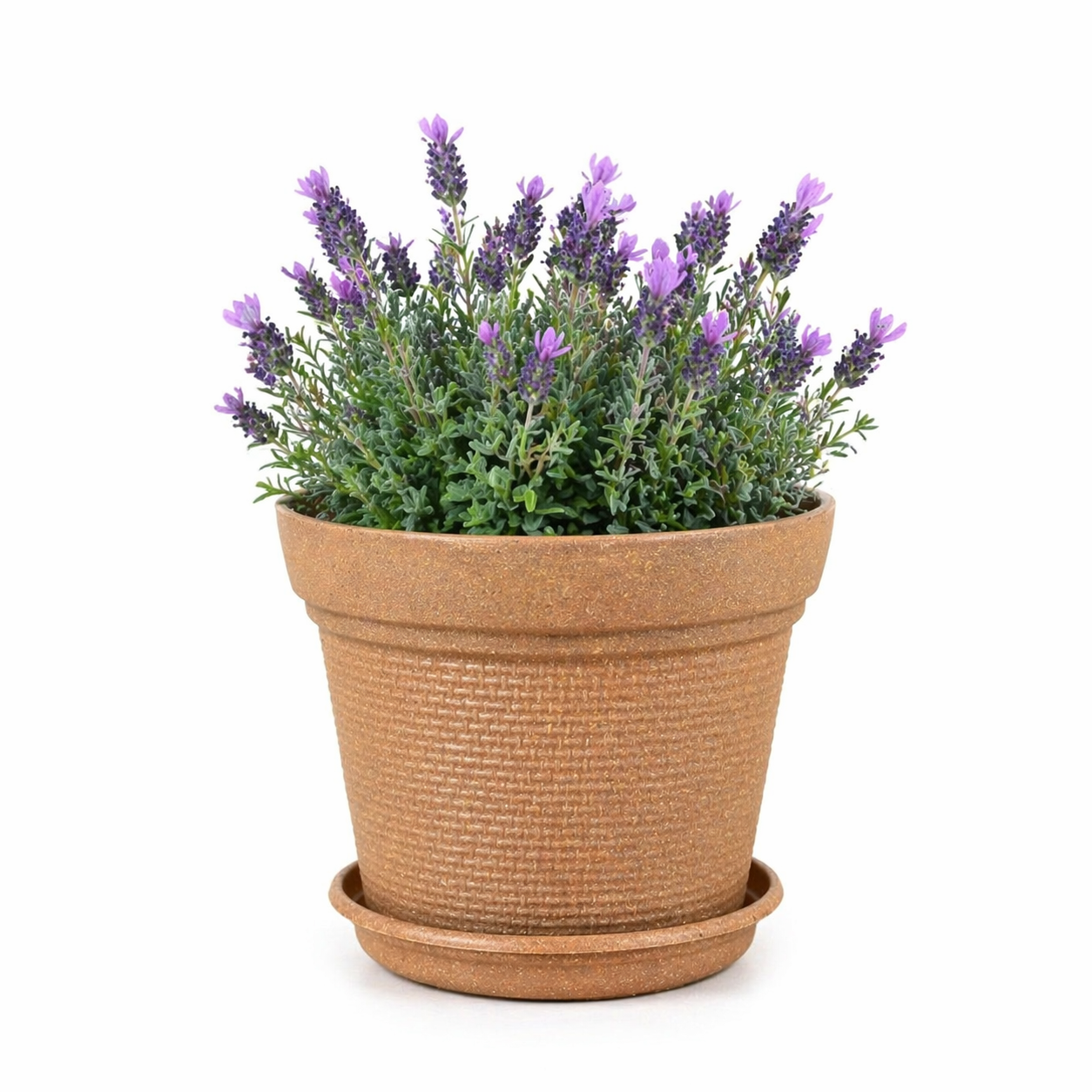 Aura Planter