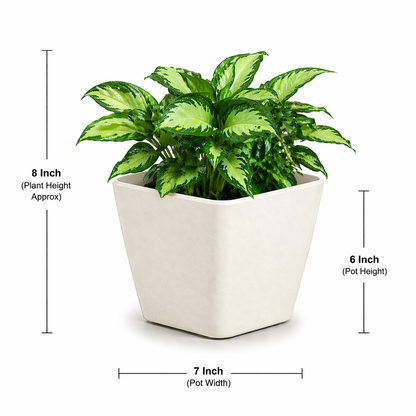 Daisy Planter