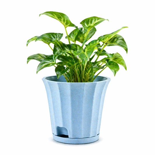 Ace Planter