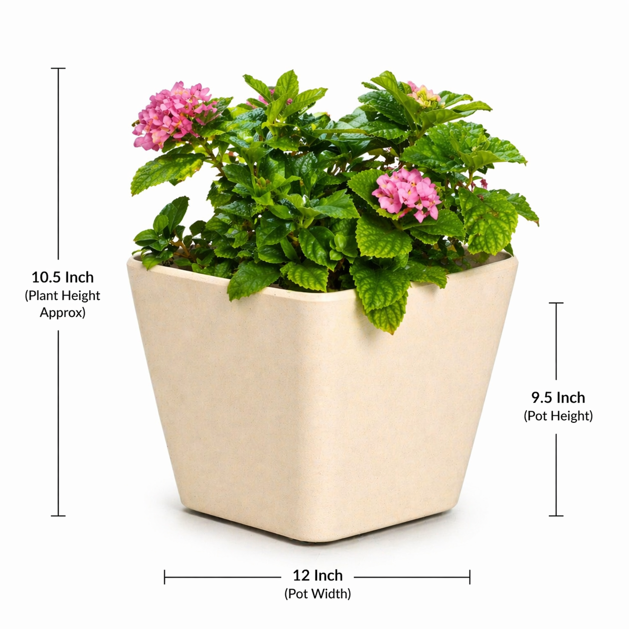 Daisy Planter