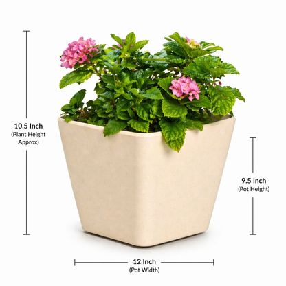 Daisy Planter