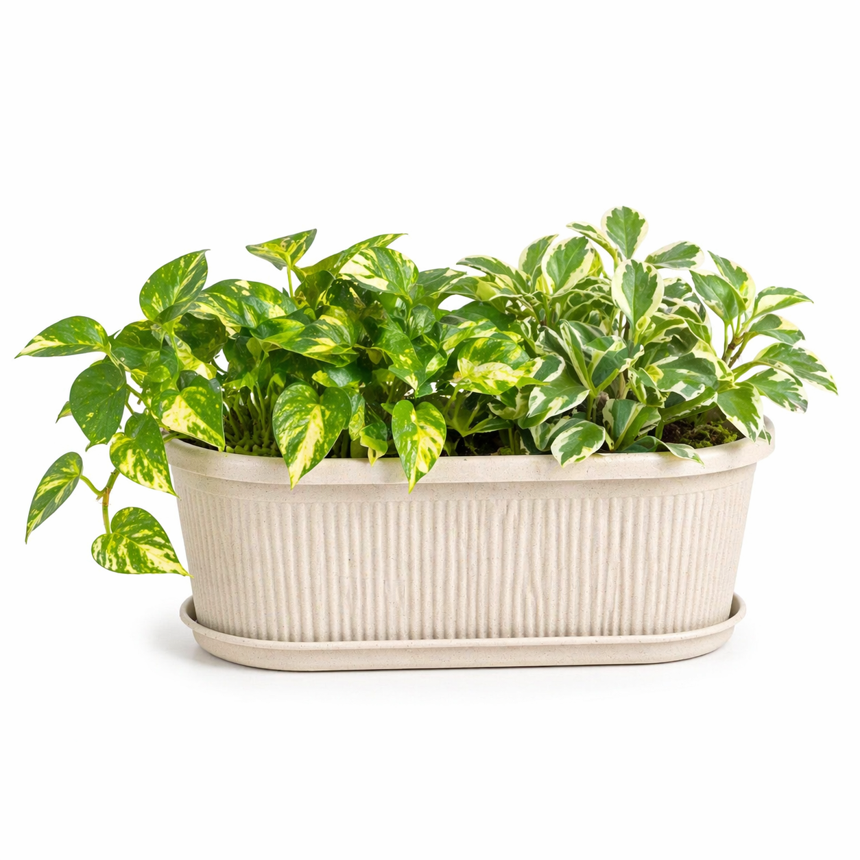 Regalia Planter