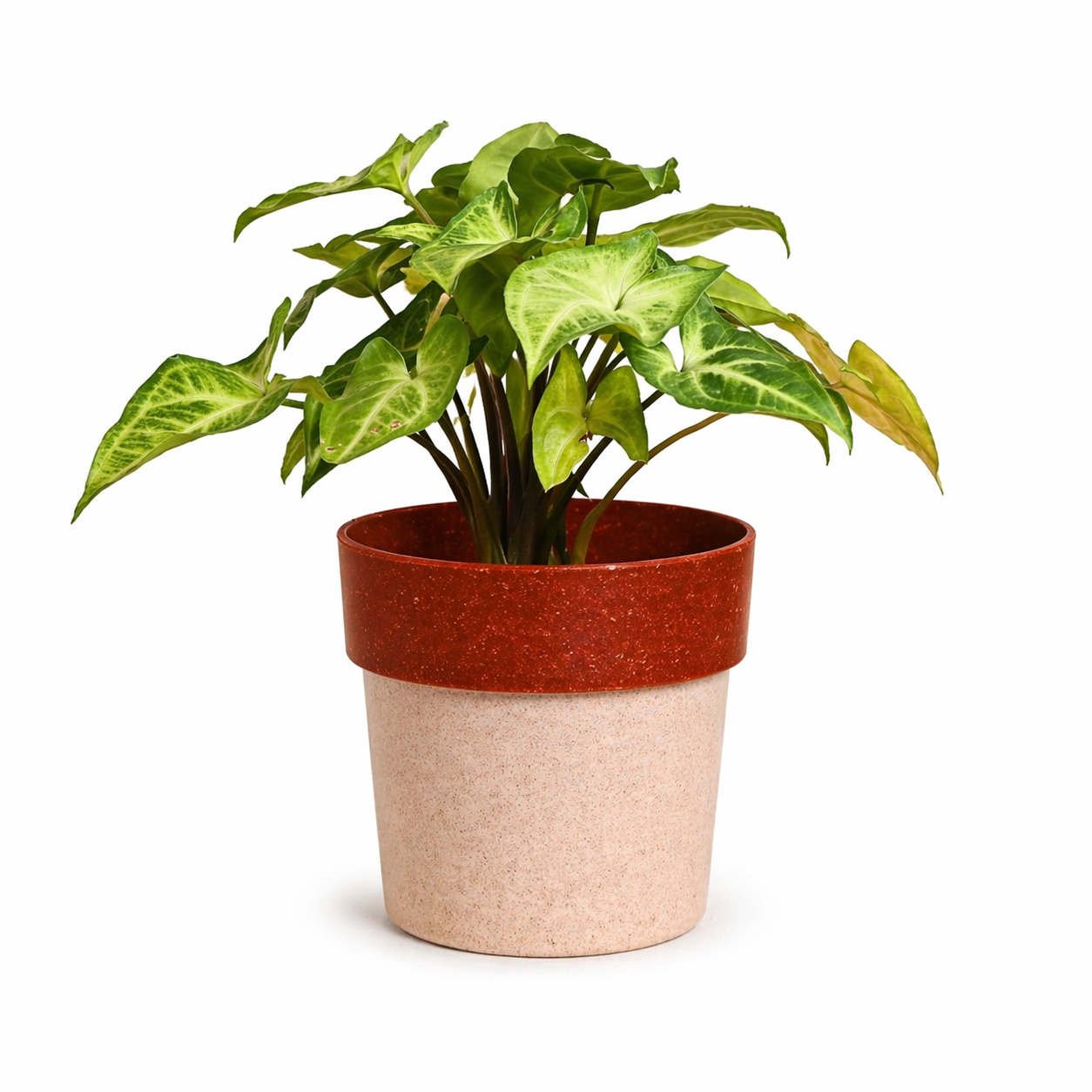 Eco Pod 4 Inch