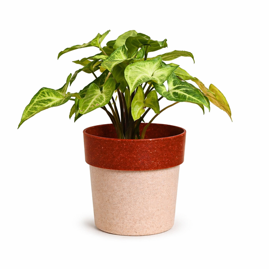 Eco Pod 4 Inch