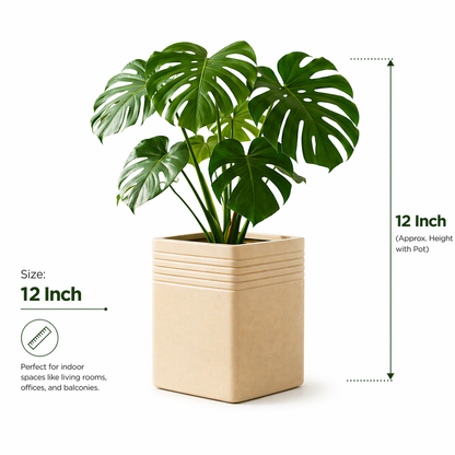 Portico Planter