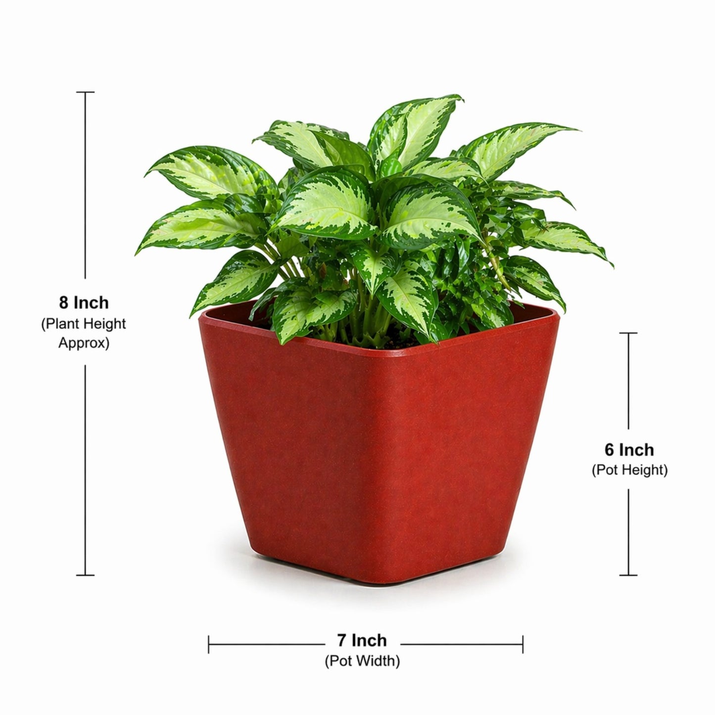 Daisy Planter
