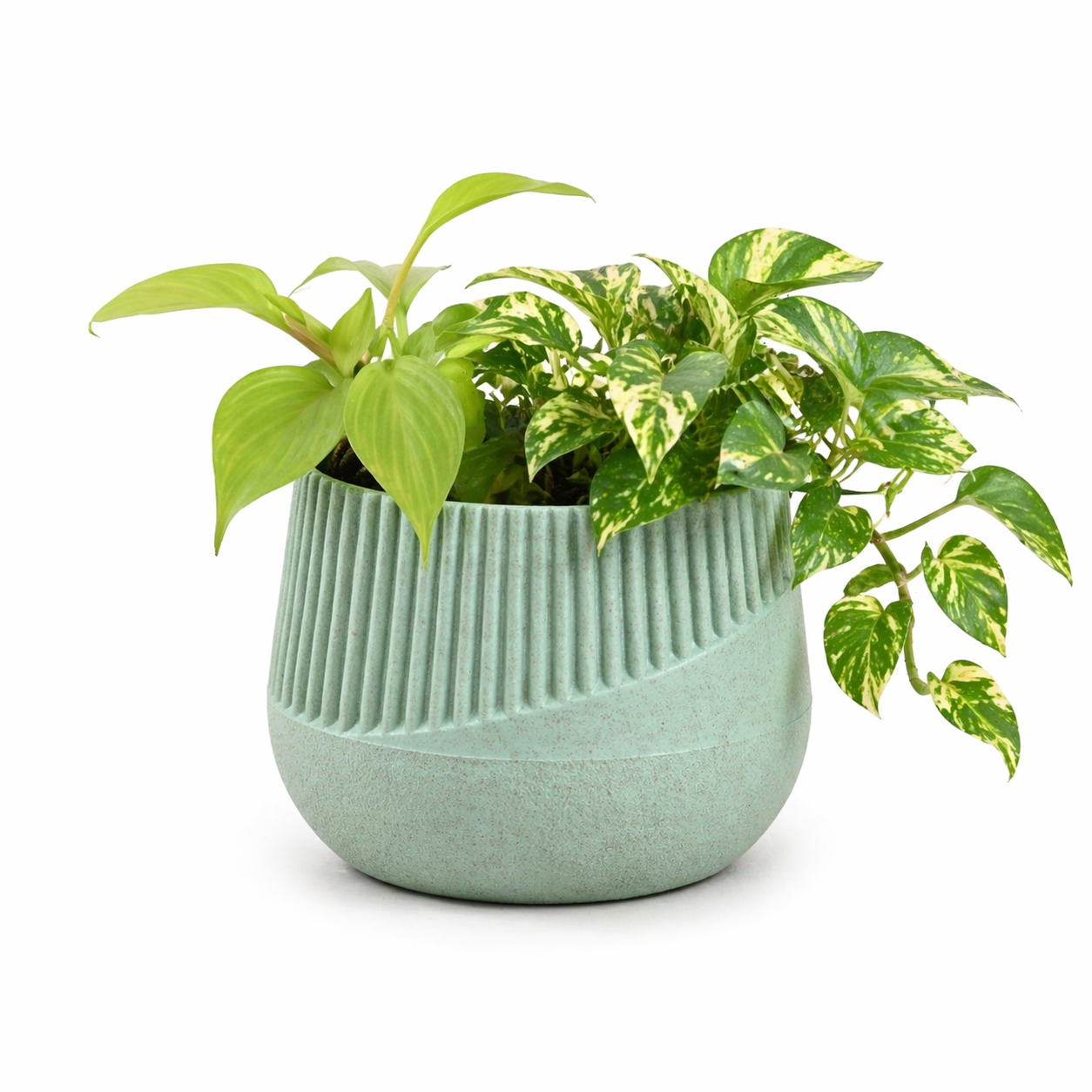 Oreo Planter