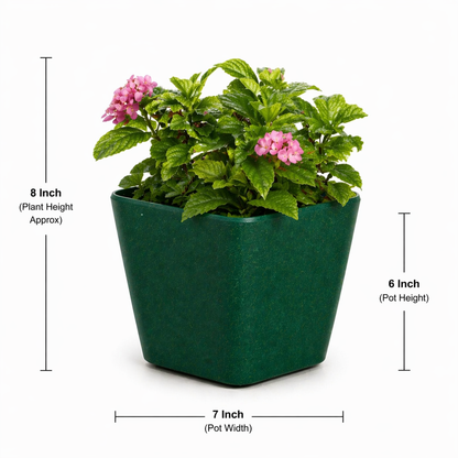Daisy Planter