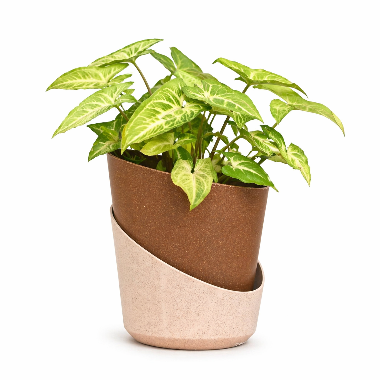 Eco Bloom